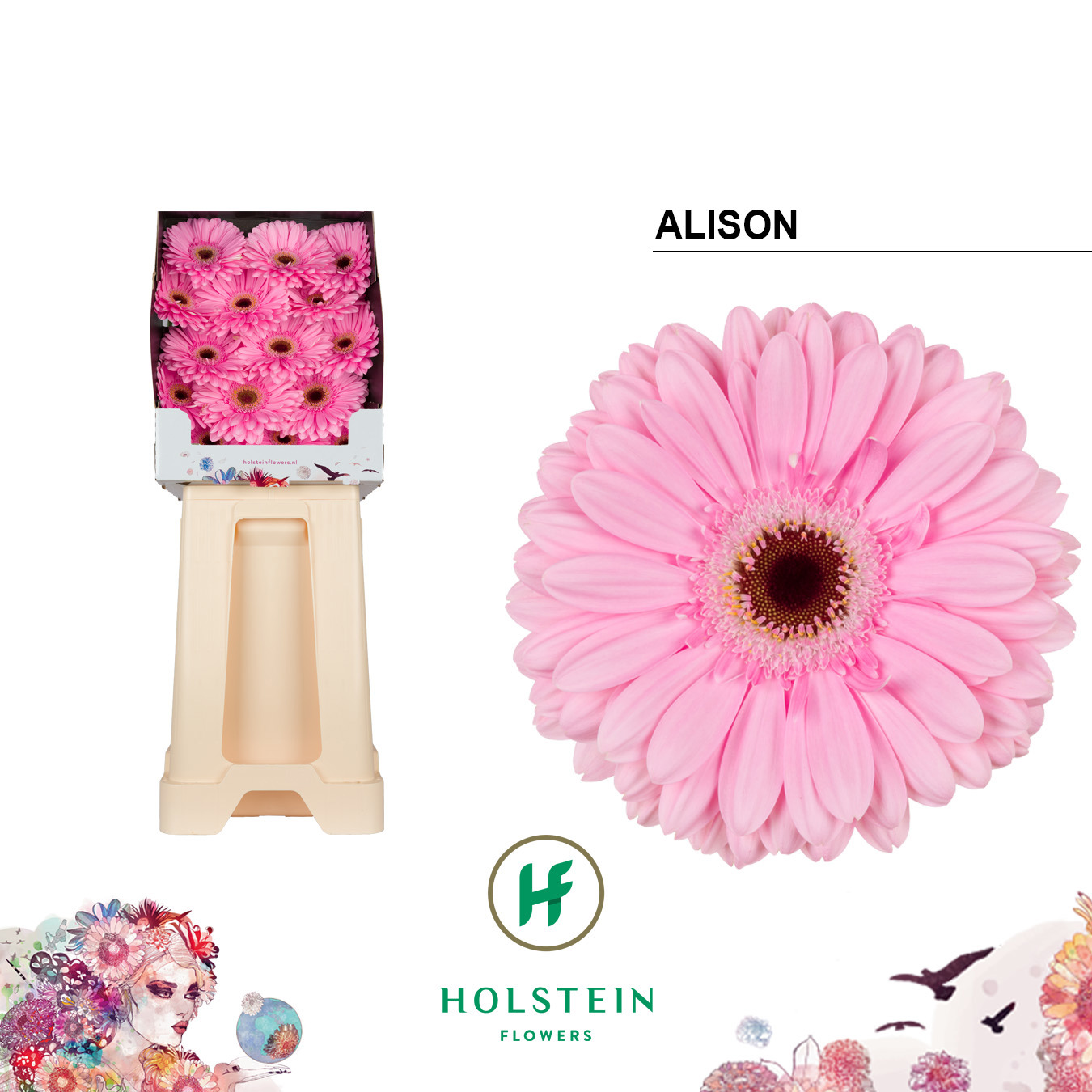 Ge Gr Alison