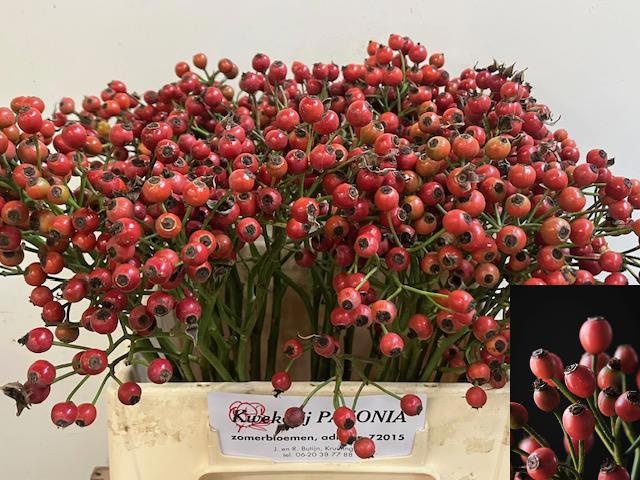 Rosa Passoa 40cm