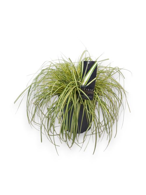 Carex oshimensis Evergold p19 Stra.