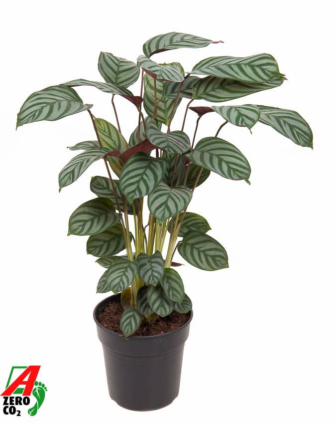 Calathea Green Flag 19Ø 70cm