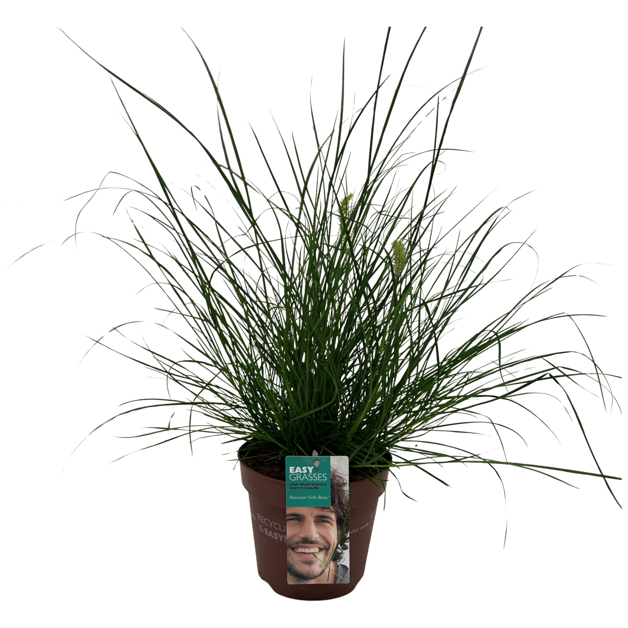 Picture of Pennisetum alop. Little Bunny