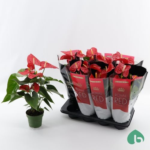 Anthurium Plants | Wholesale Plants UK | Hoek flowers