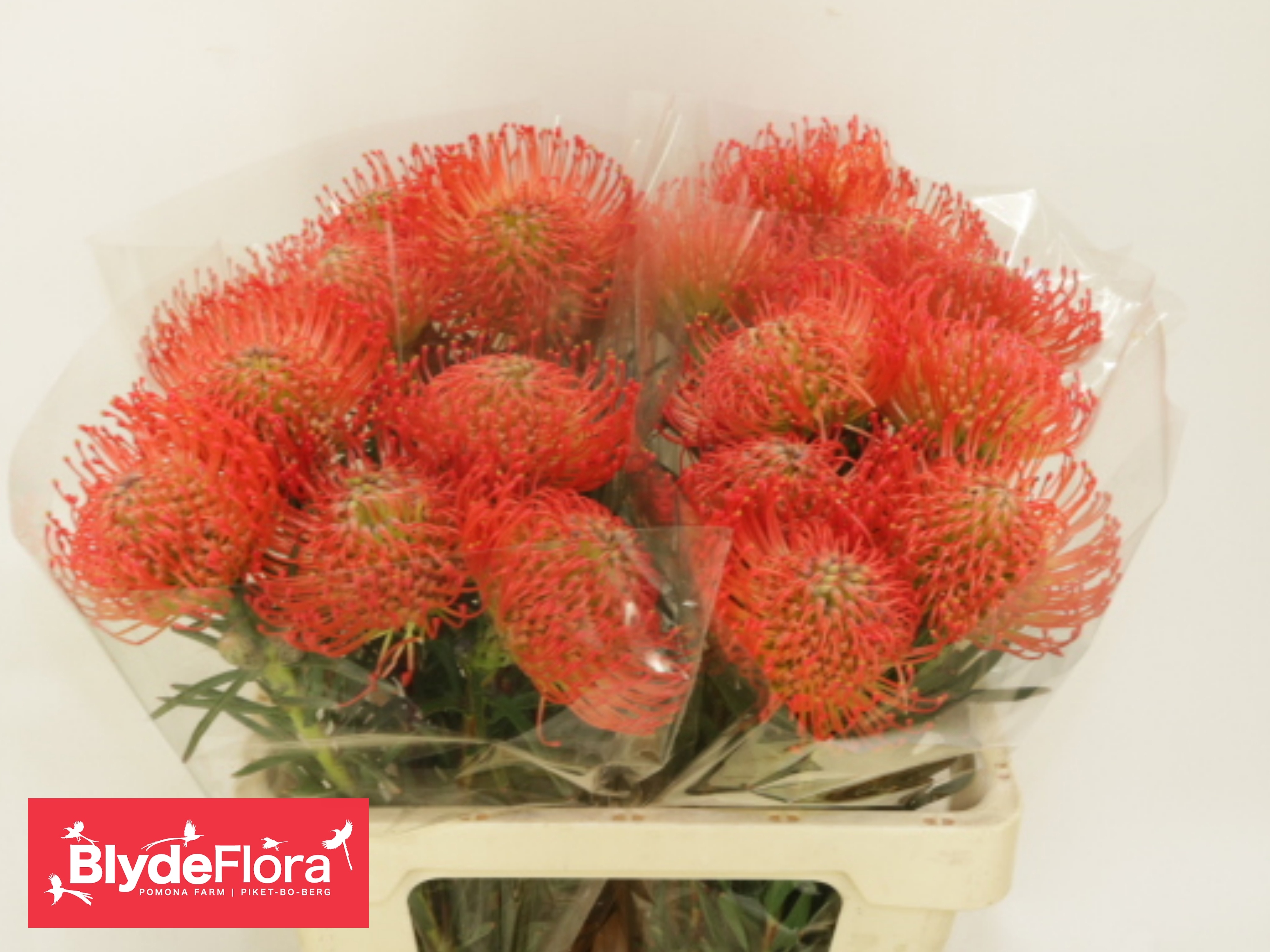 Leucospermum Succession 60cm