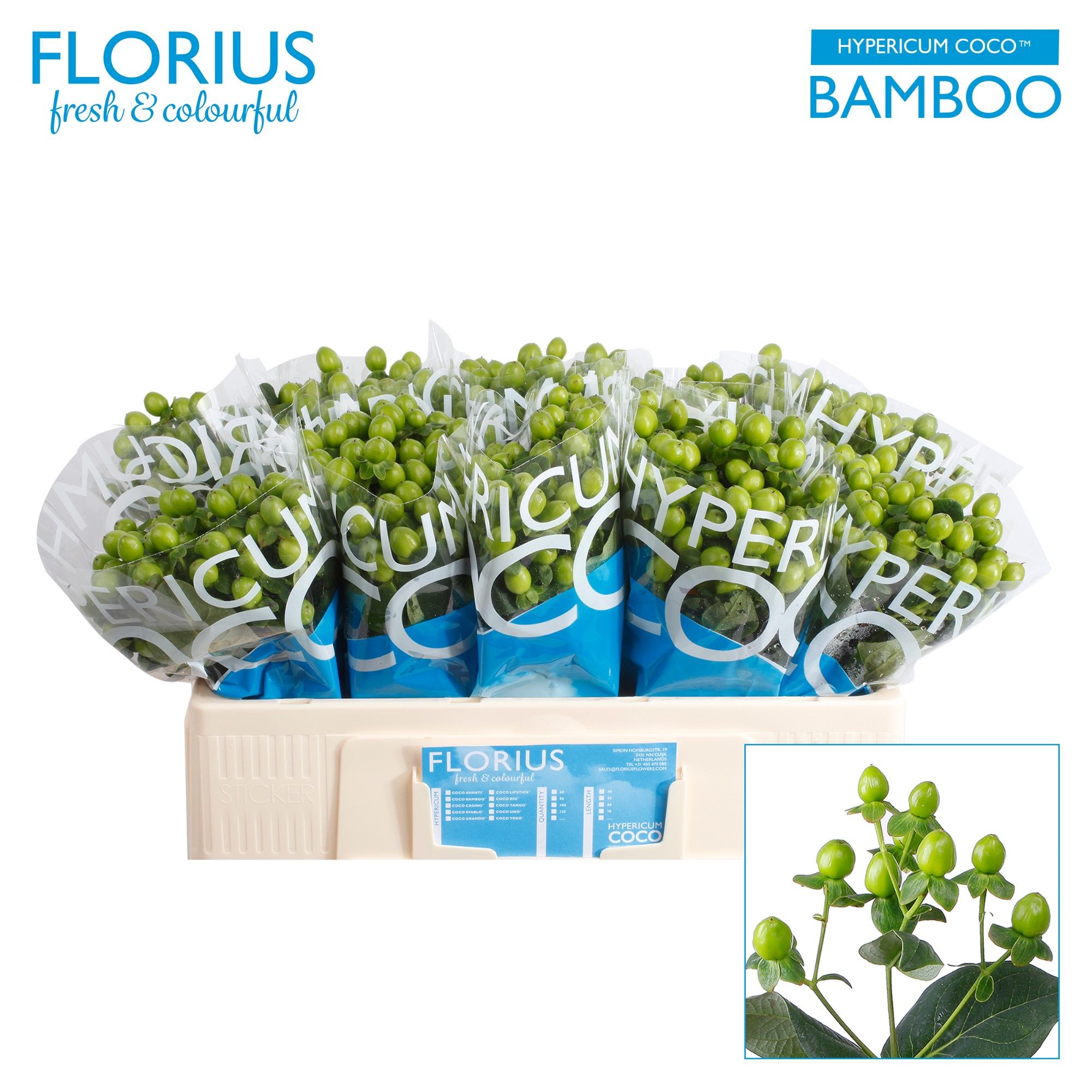 Hyp Coco Bamboo