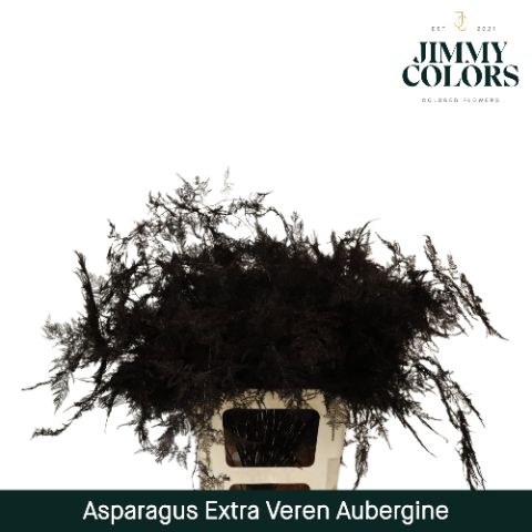 Aspa Extra Veren Aubergine