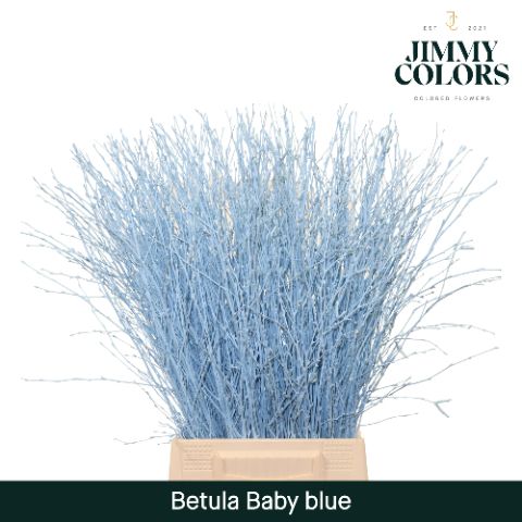 Betula L60 Light Blue