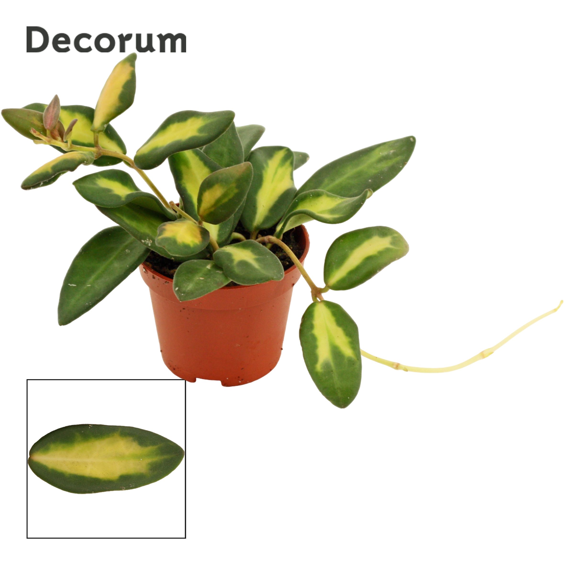 Hoya Burtoniae Variegata (Decorum)