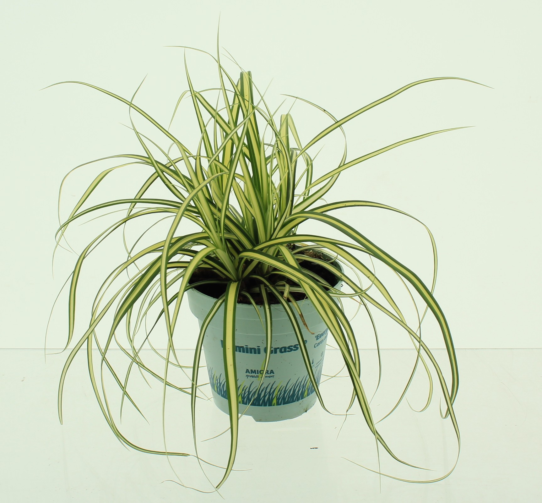 Picture of Carex oshimensis 'Evergold'