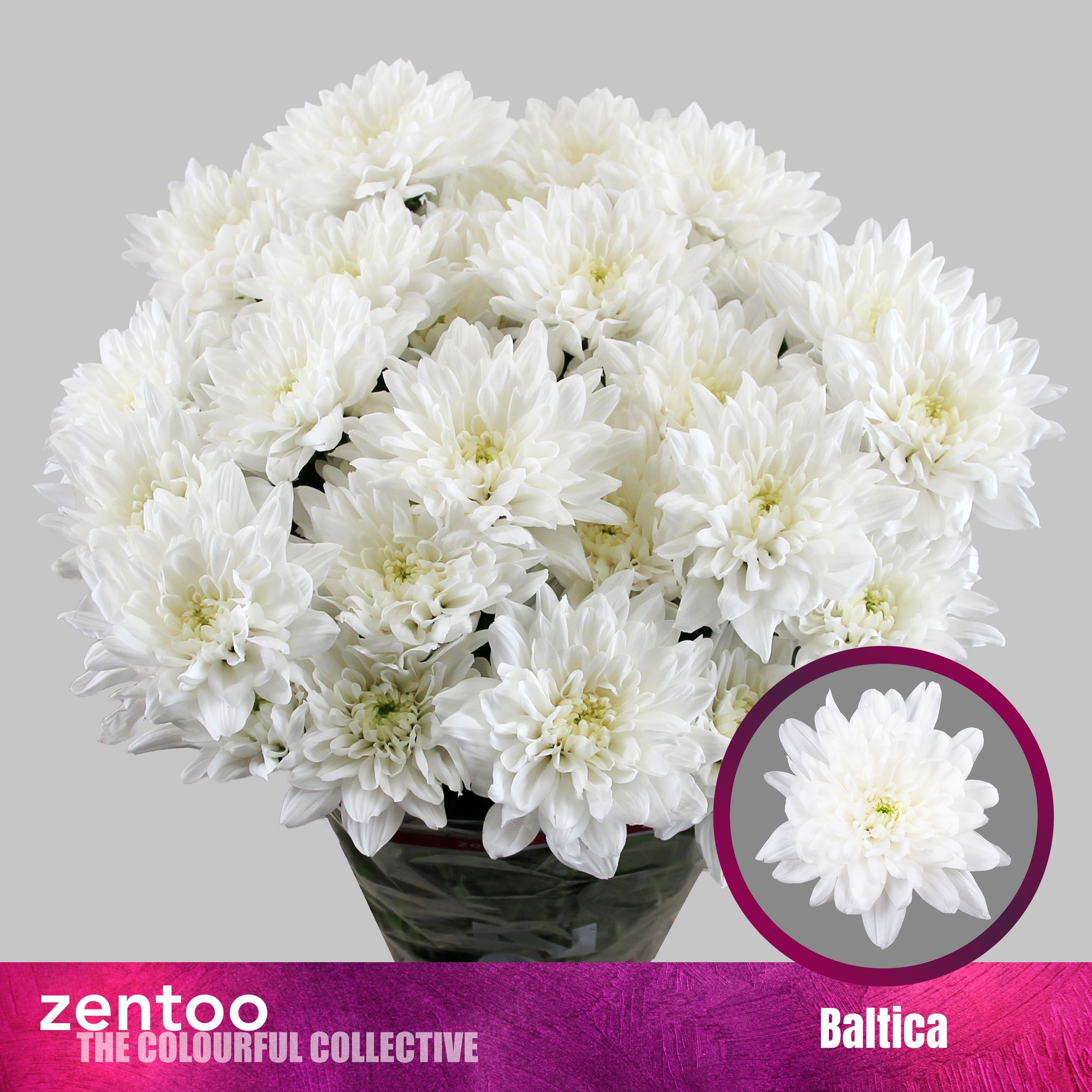 Chrys Spray Baltica 90gram