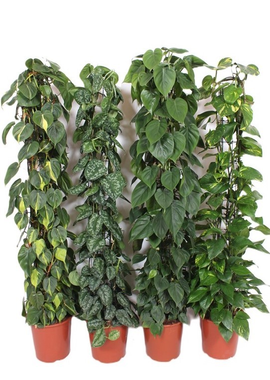 Picture of Houseplants in varieties on a mesh rack P27 160CM