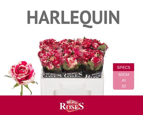 R Gr Harlequin
