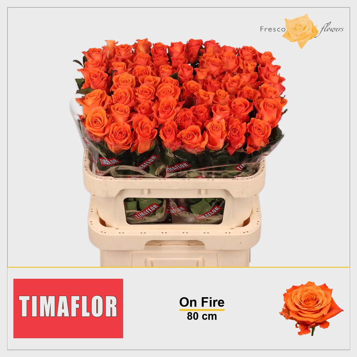 Rosa On Fire 80cm