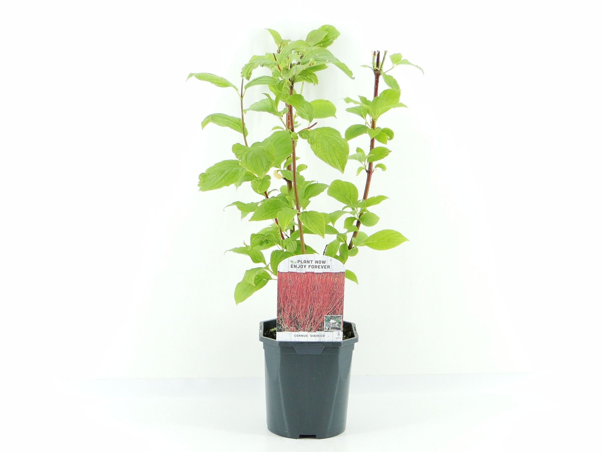 Picture of Cornus alba Sibirica