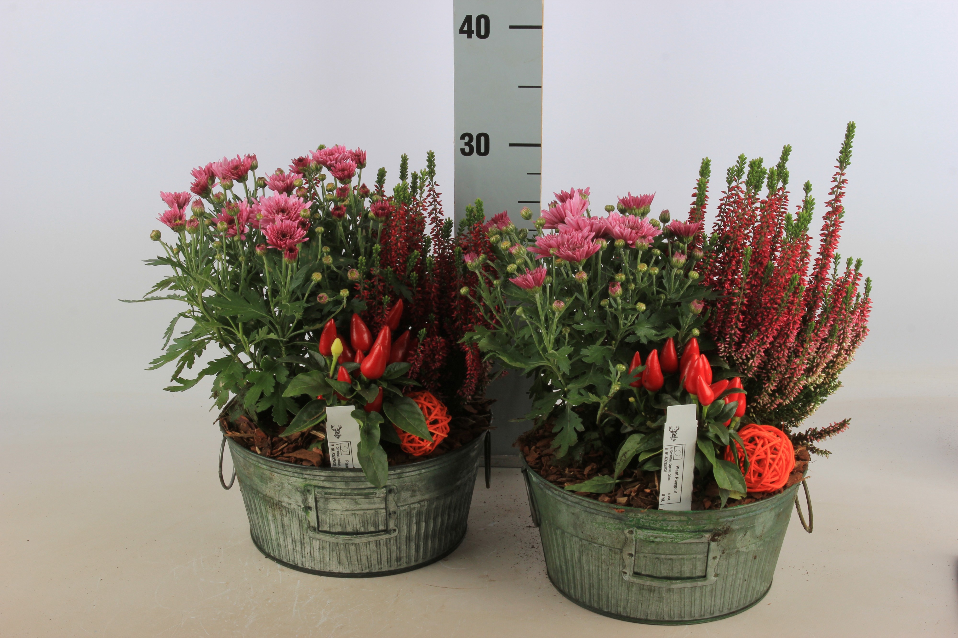 Arrangement Garden Plants 24Ø