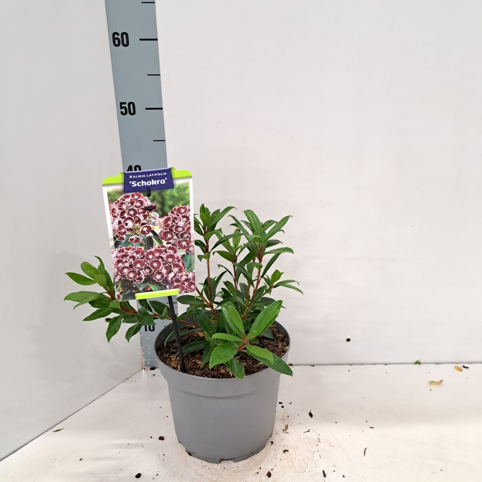 Kalmia latifolia 'Schokra'