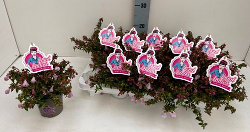 Abelia Lynn Pinky Bells p11 Key