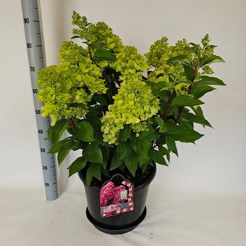 Hydrangea paniculata Bonfire p38 Vlasv