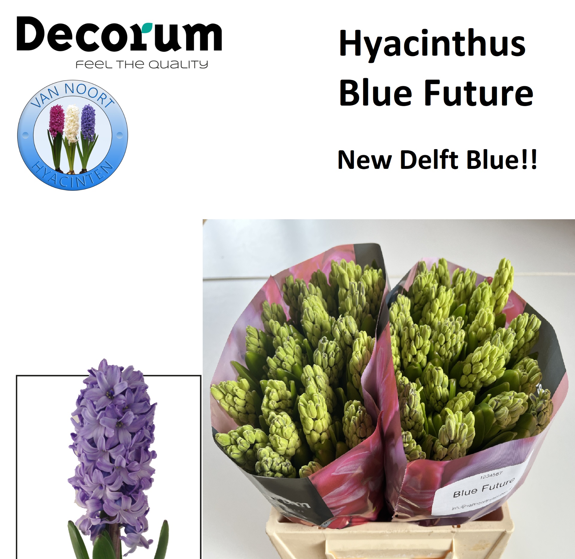 Hyac Blue Future