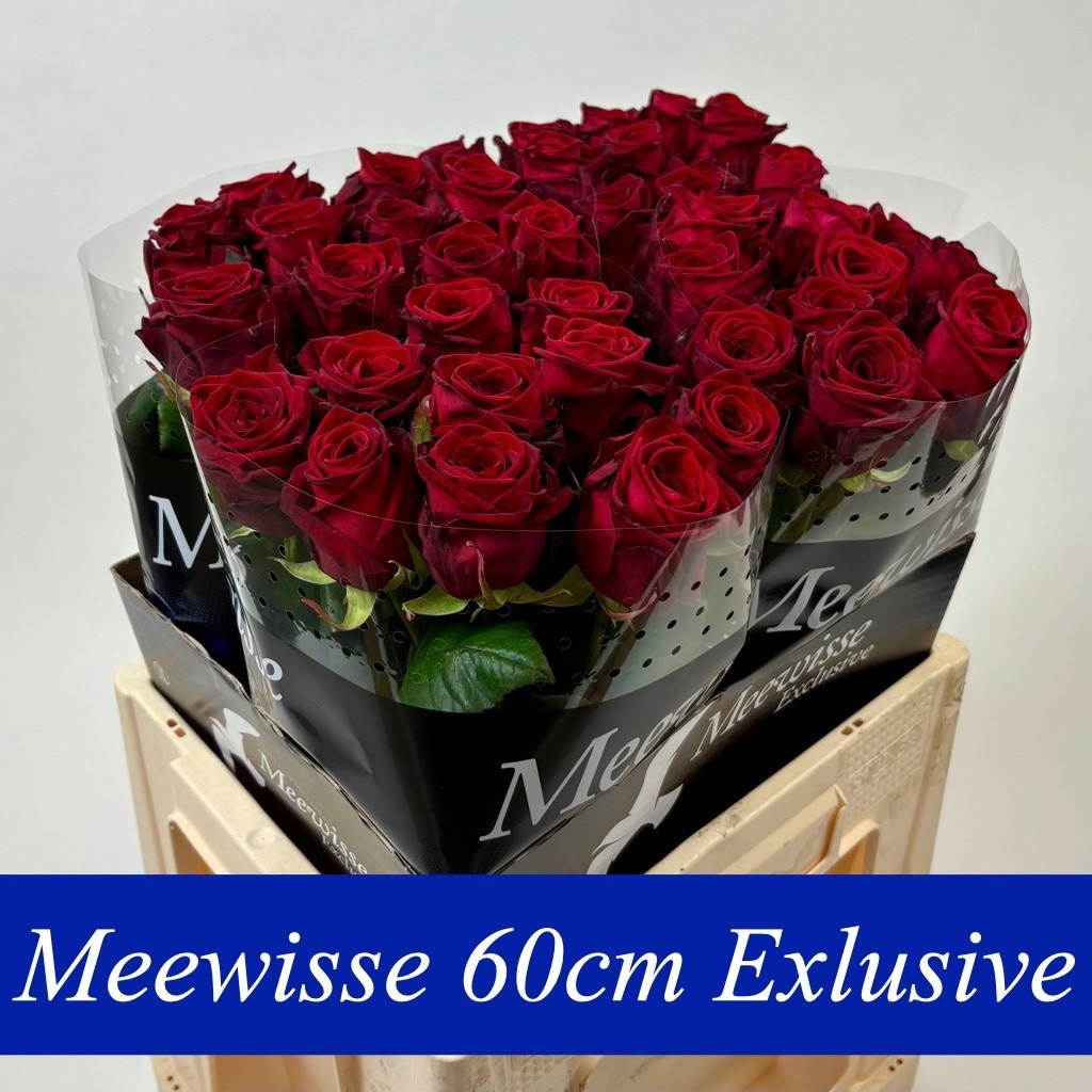 Rosa Red Naomi 60cm