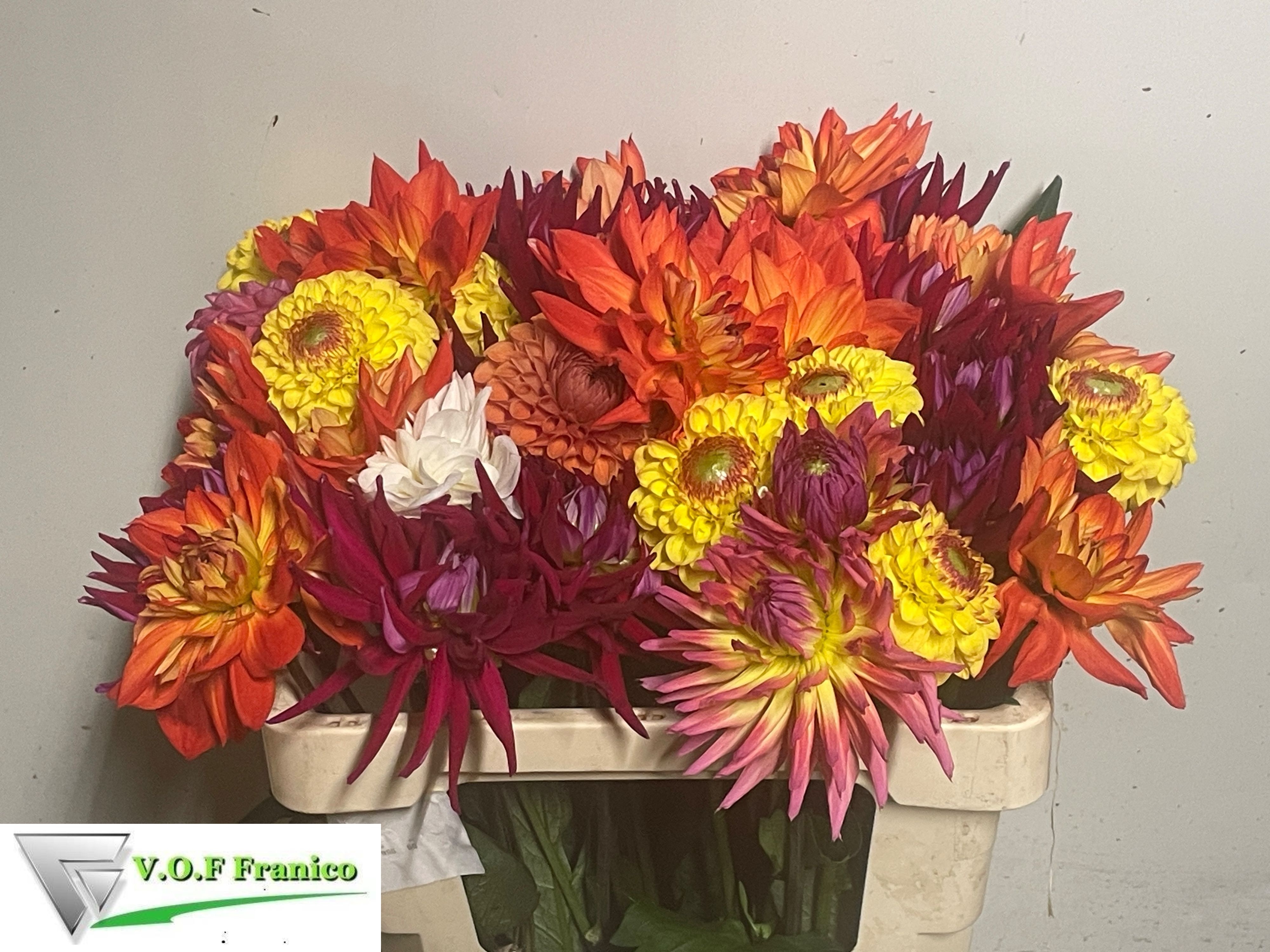 Dahlia Mixed In Bucket 50cm