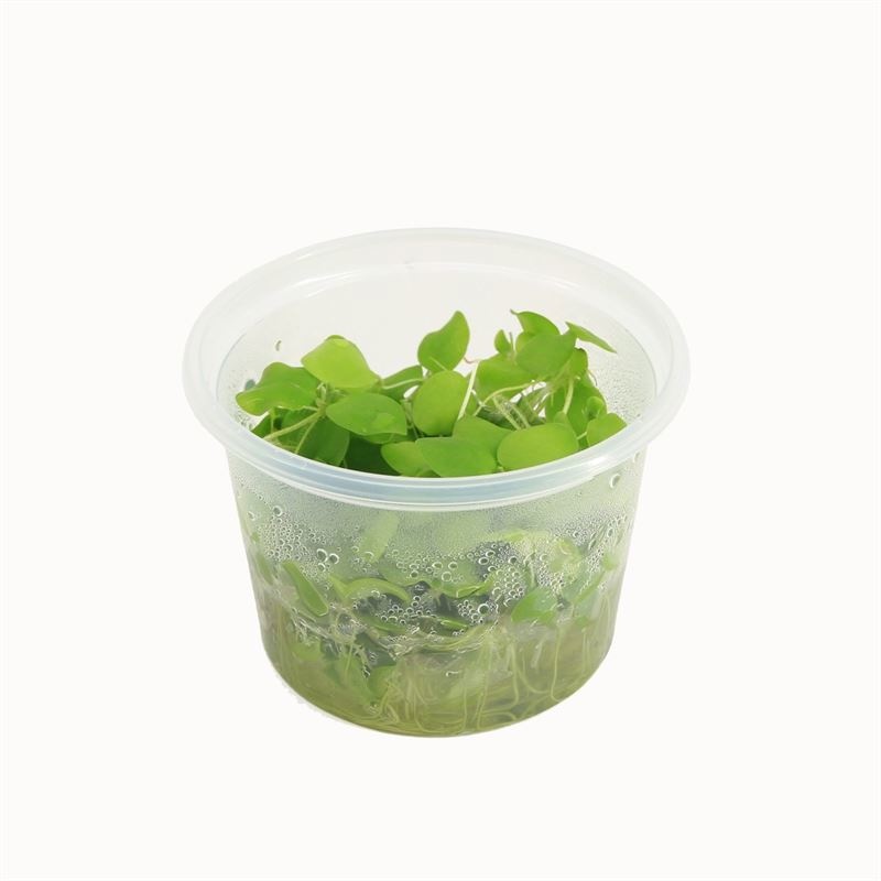 Limnobium lavaegatum (cup 100cc)