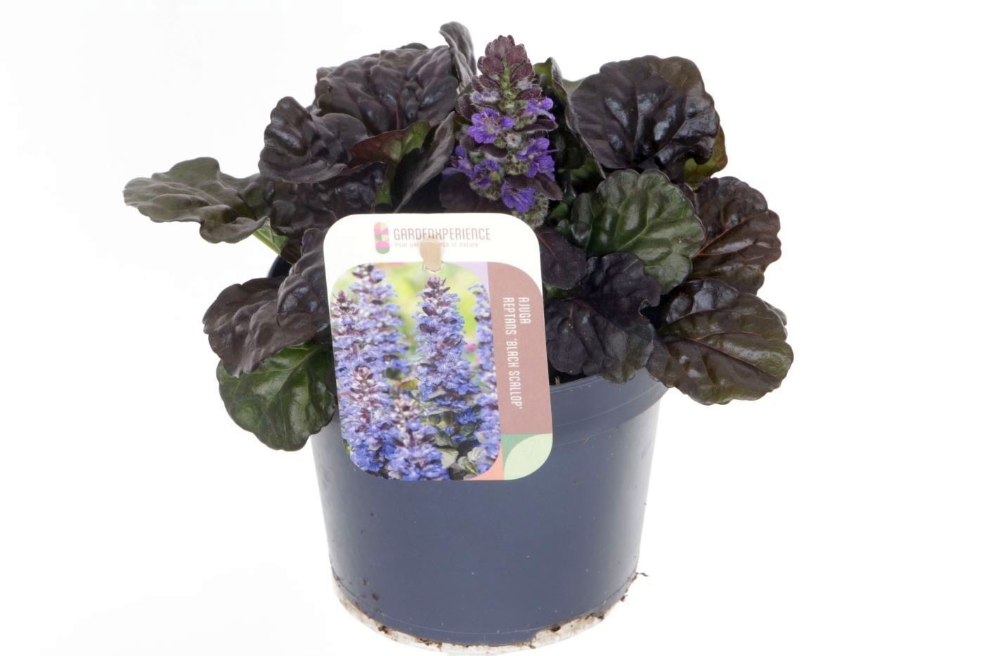 Ajuga reptans 'Black Scallop'