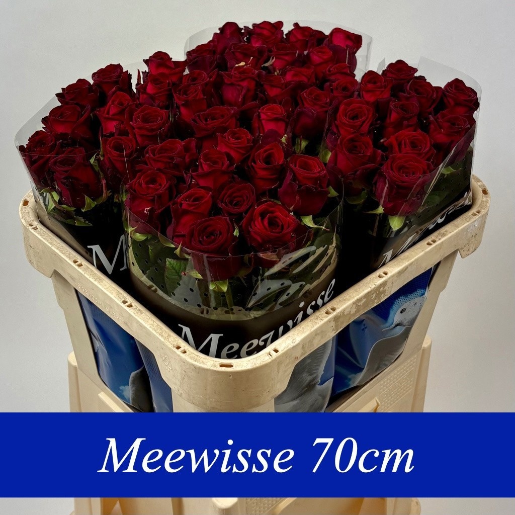 Rosa Red Naomi 70cm