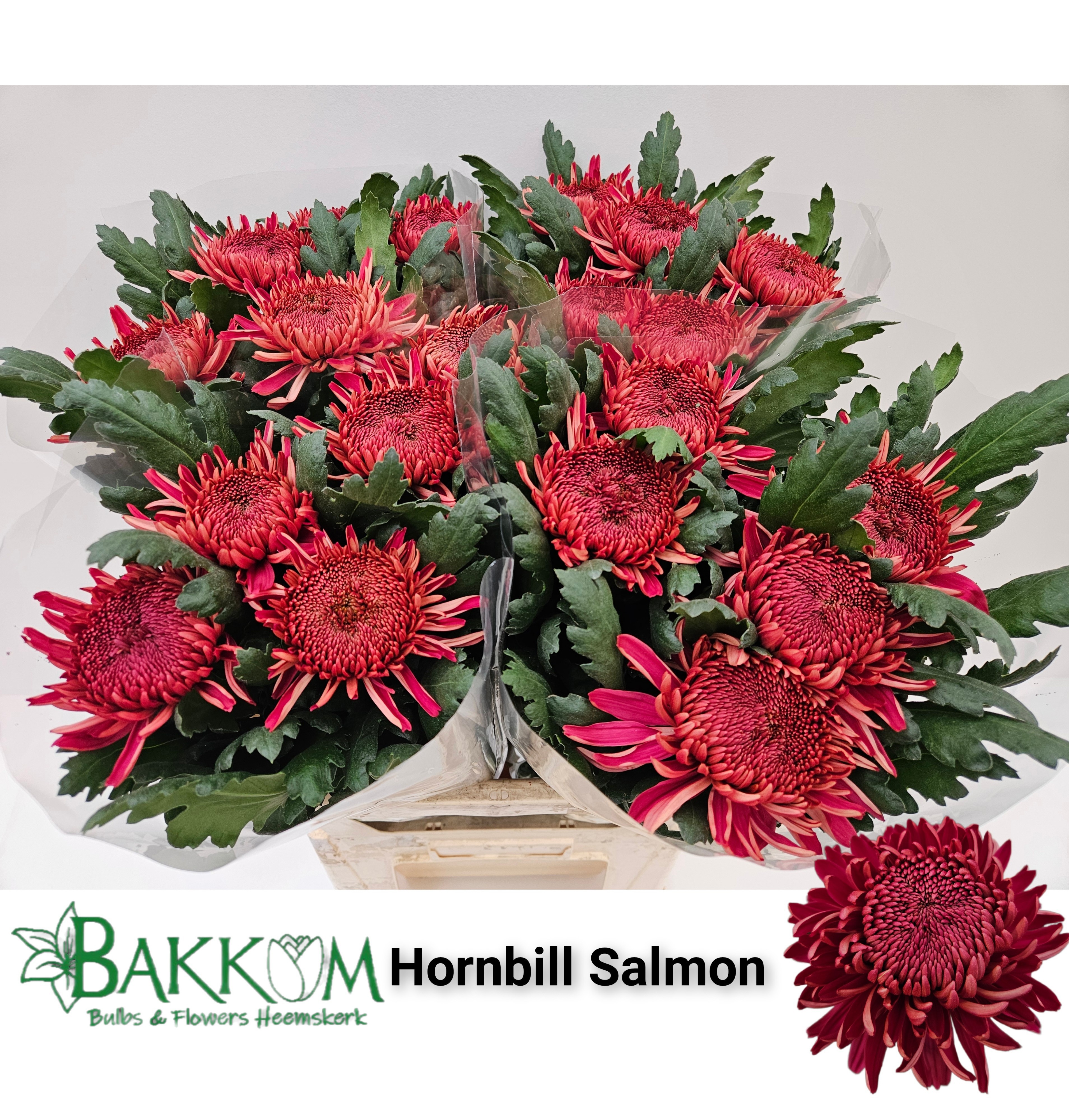 Chrys Single Hornbill Salmon 80cm 130gram