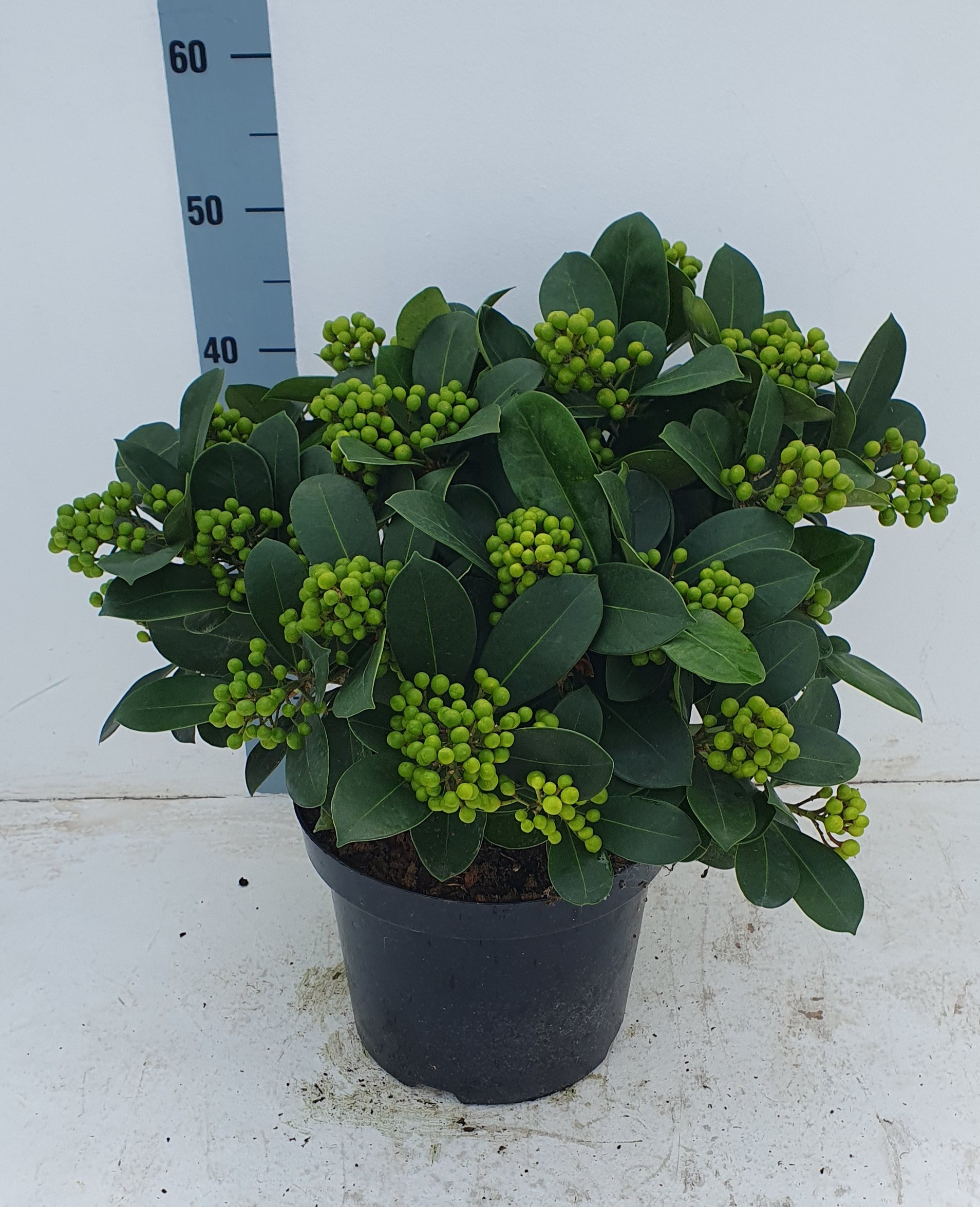 Picture of Skimmia japonica Veitchii P26 (7.5 Ltr) 25/trusses