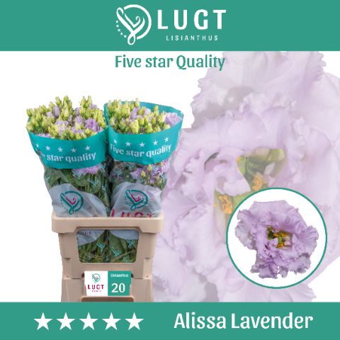 Eus G Alissa Lavende