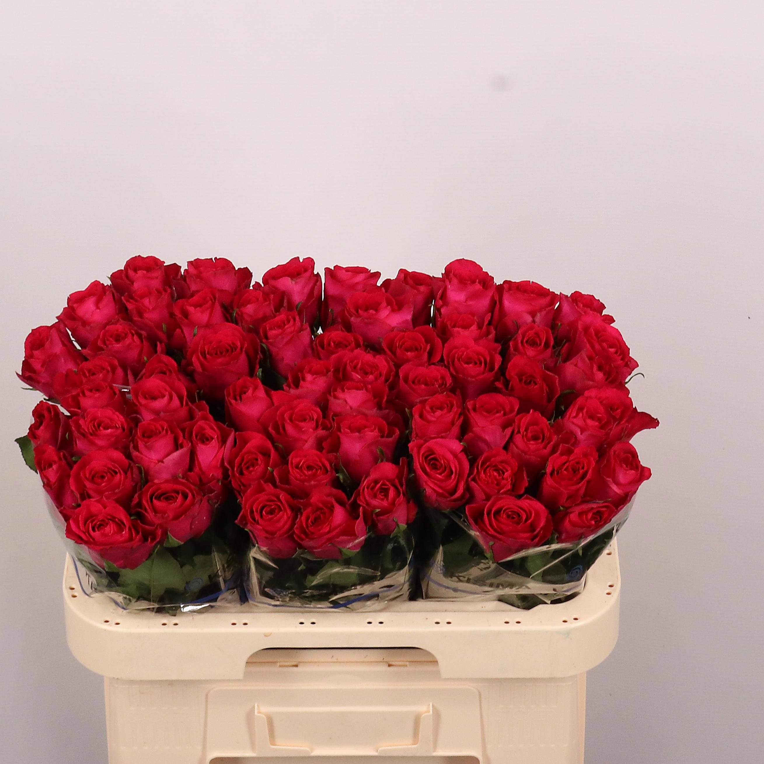 R Gr Madam Cerise