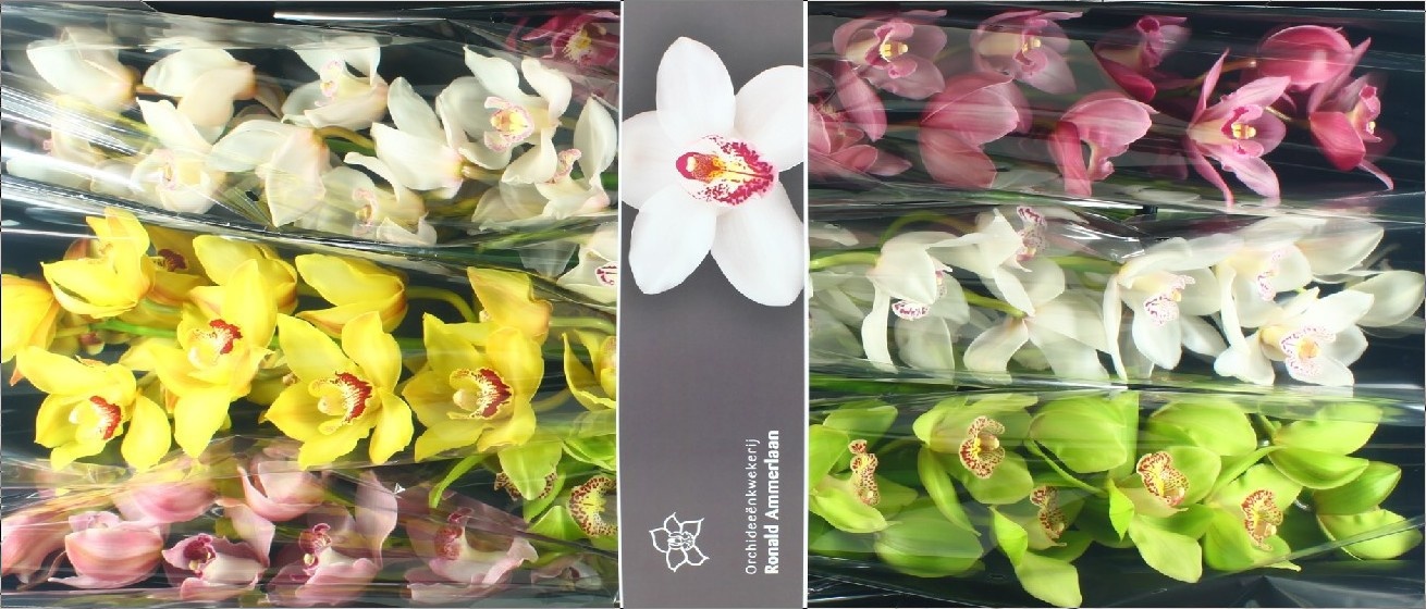 Cymbidium Asst 13bl