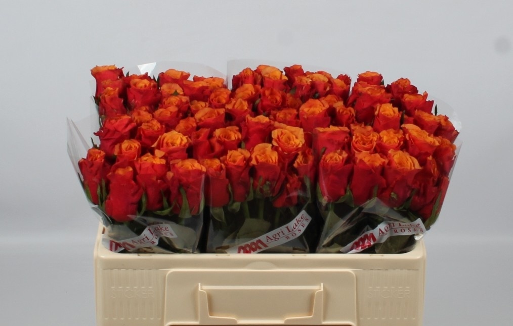 Rosa Espana 50cm