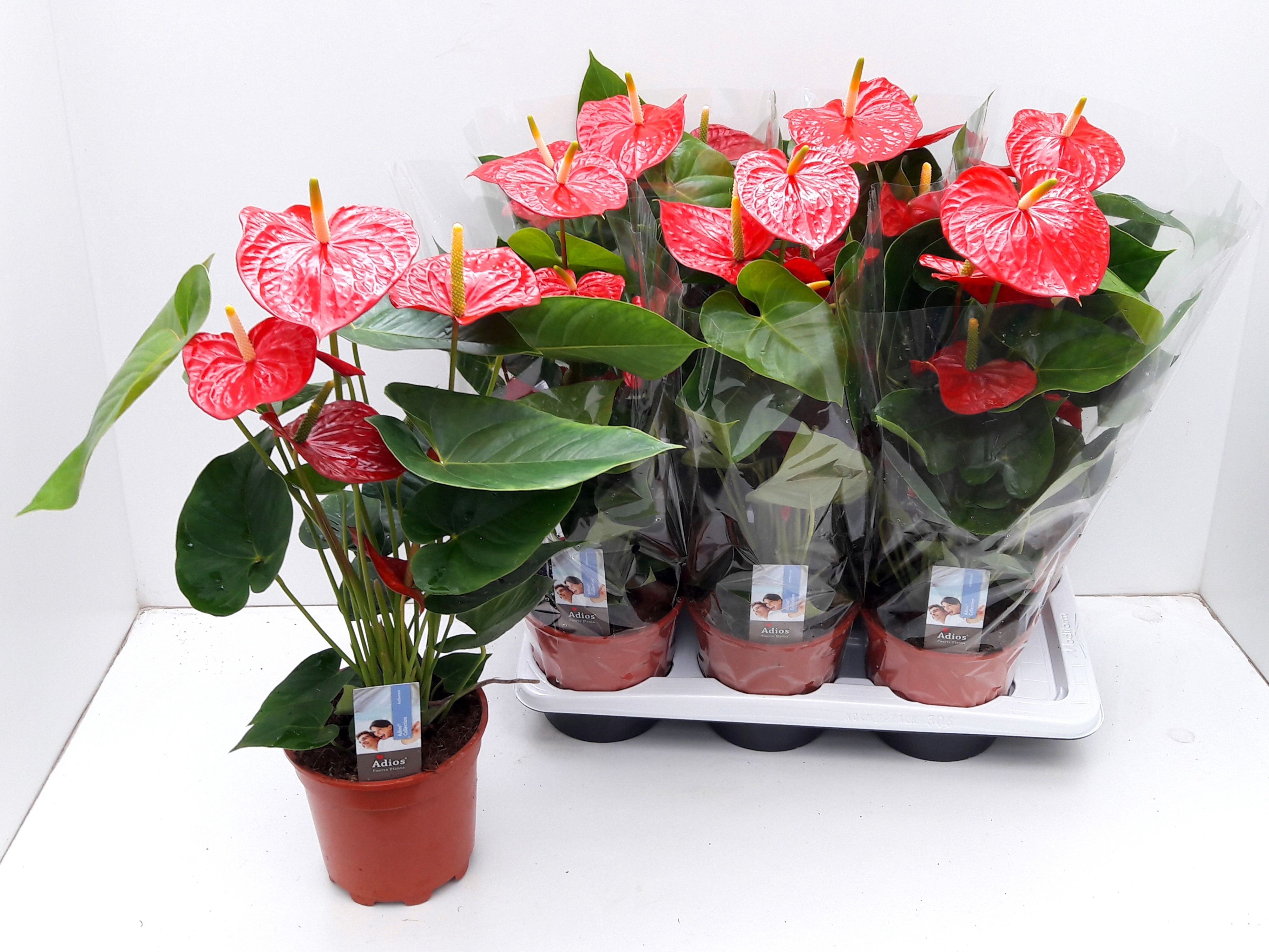 Anthurium Andr. ANTHU AN OV | Gardenline
