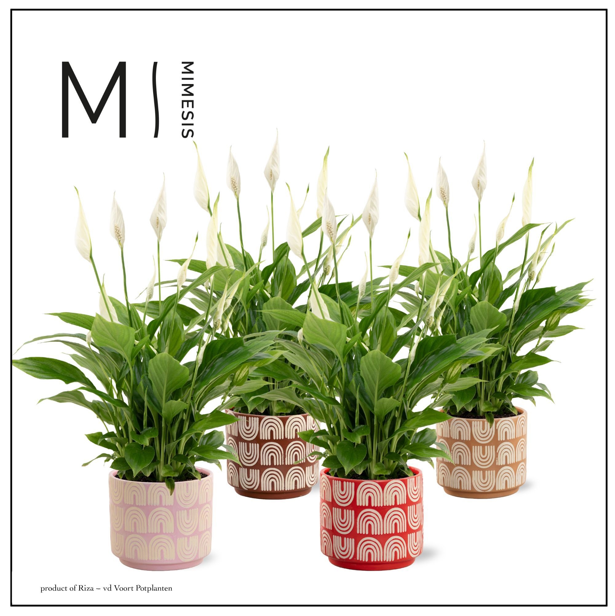 Spathiphyllum Bellini - in Maartje - Craft World