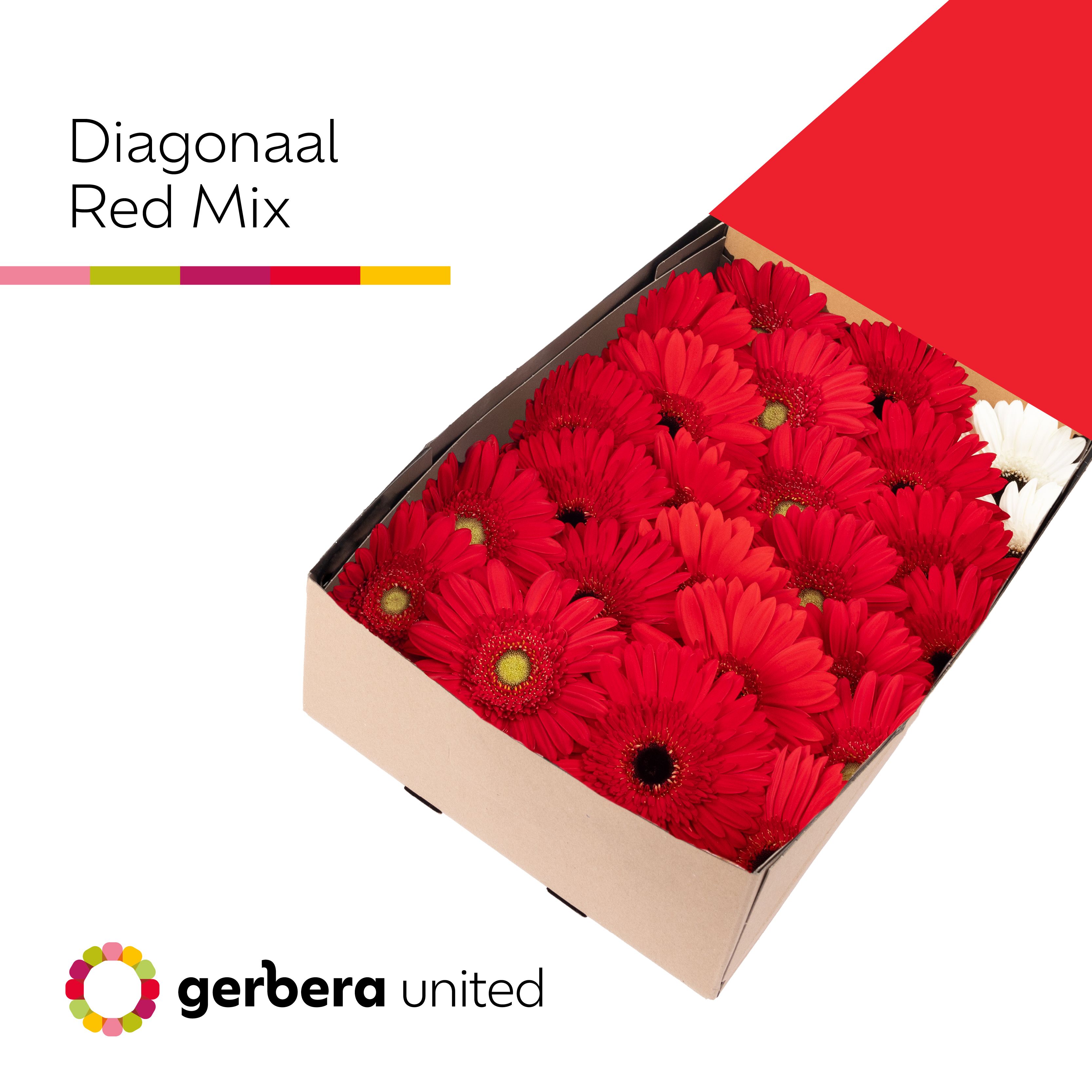 Gerbera Mix Diagonal 45cm 10cm Hd