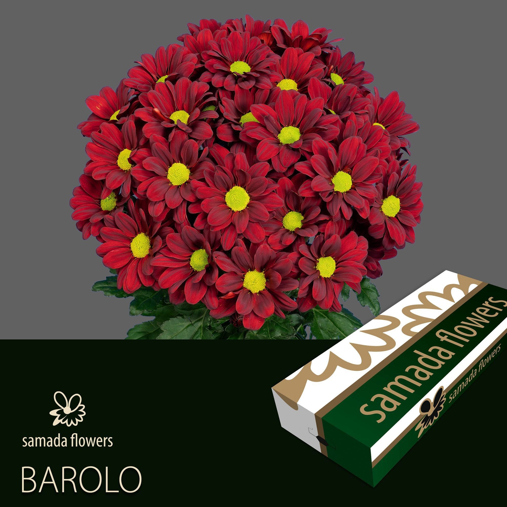 Chrys Spray Barolo 85gram