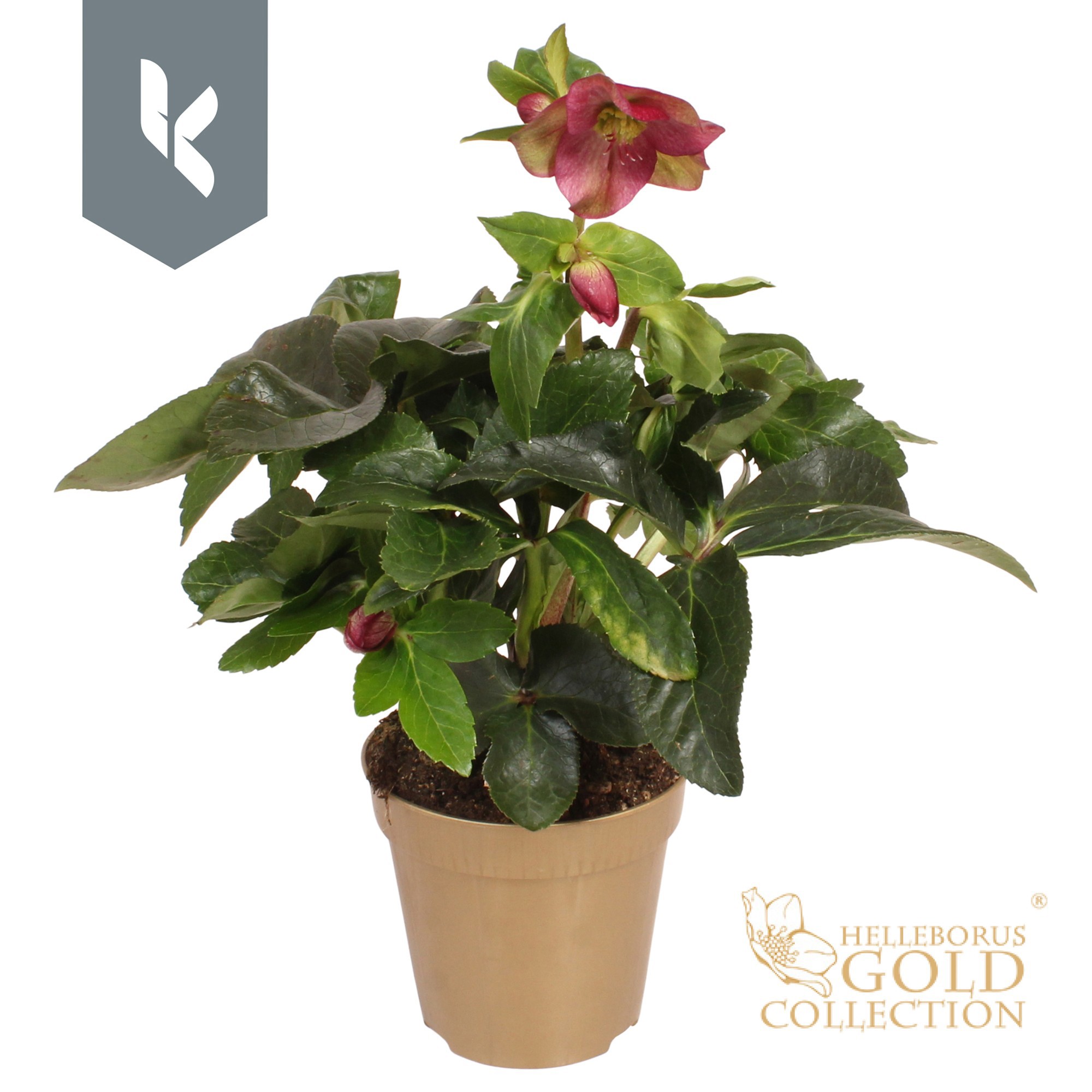 Hgc Helleborus Ice N Roses Ruby In Gouden Pot