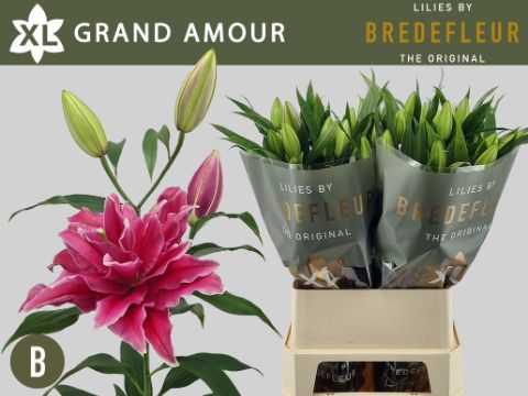 Li Or Grand Amour