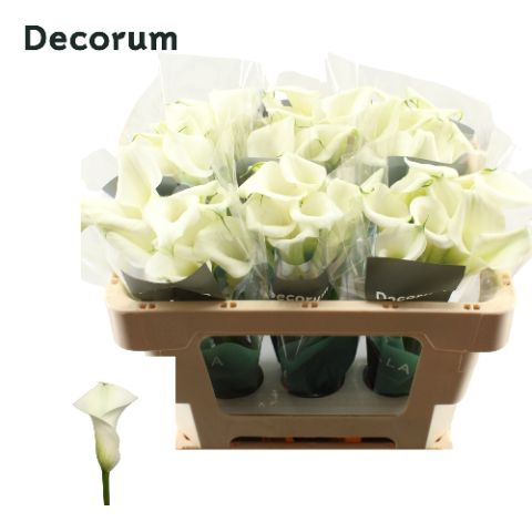 Calla Crystal Blush 50cm