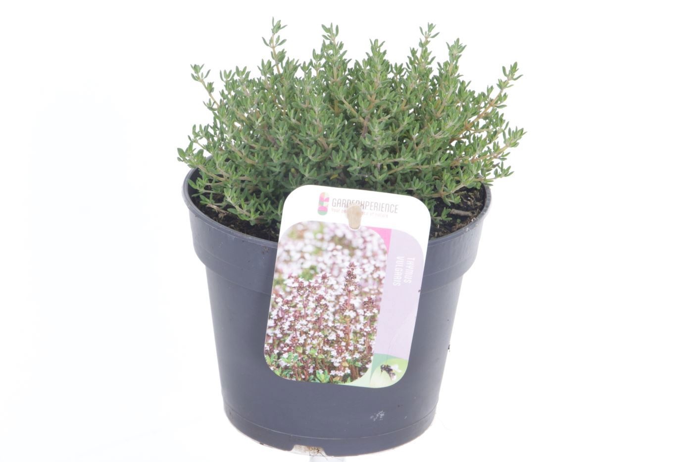 Thymus Vulg Compactu 13Ø 15cm