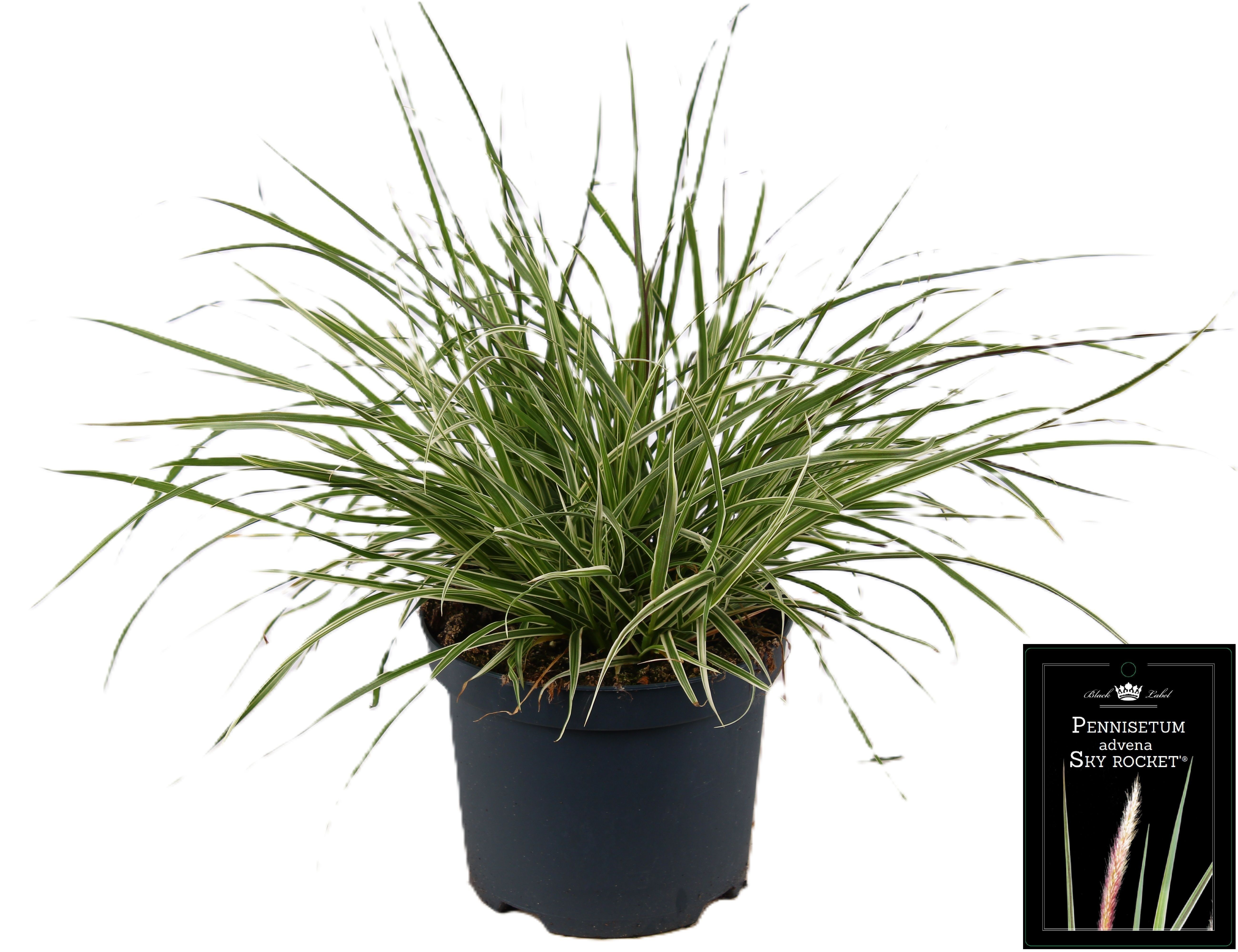 Picture of Pennisetum x advena Sky Rocket