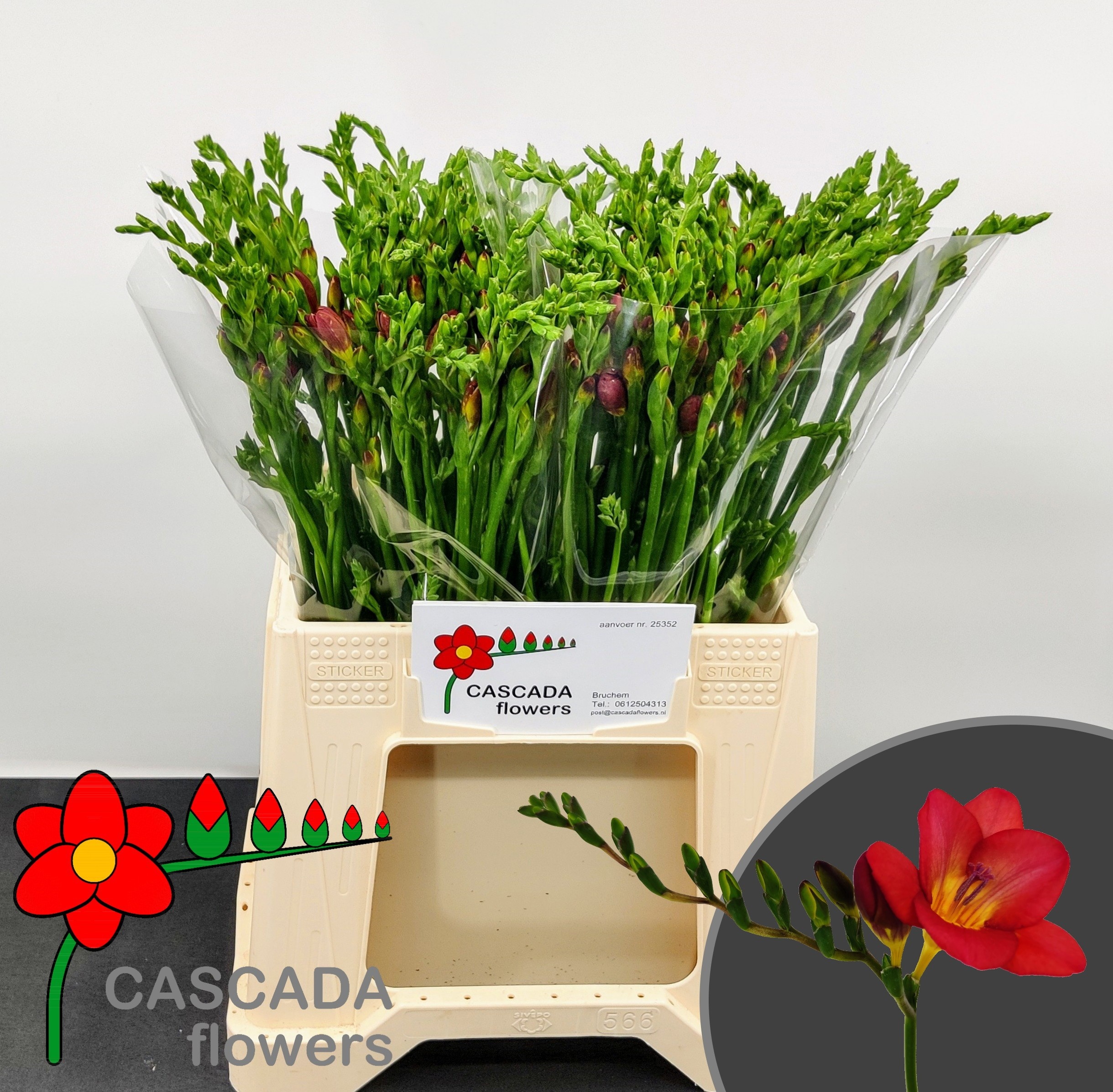 Freesia Longbeach Vara 40cm 12gram