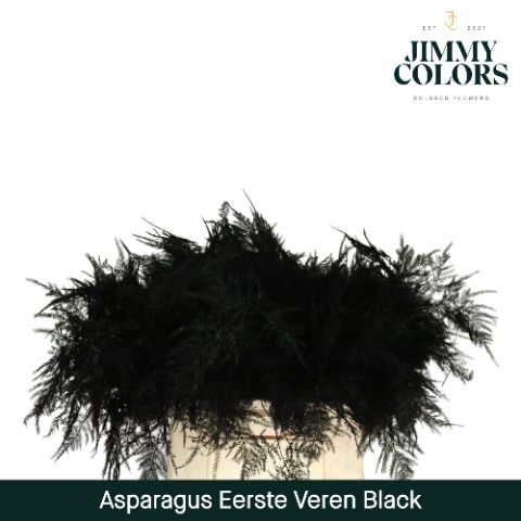 Aspa 1ste Veren Black