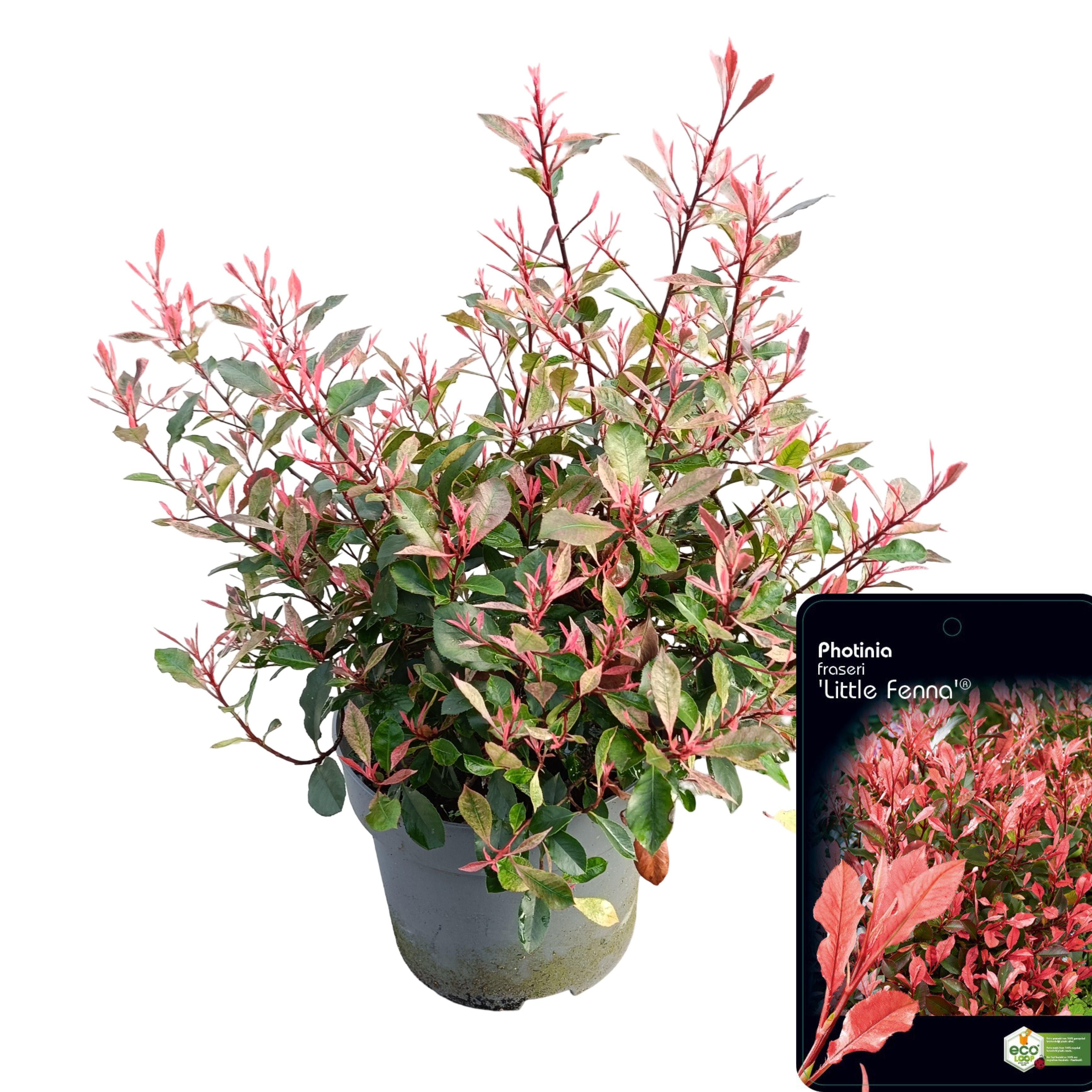 Picture of Photinia fras. 'Little Fenna'® C10