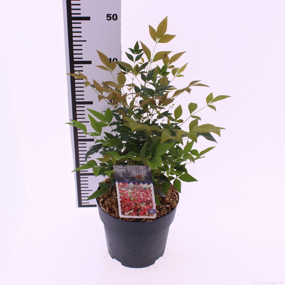 Picture of Nandina domestica 'Gulfstream'