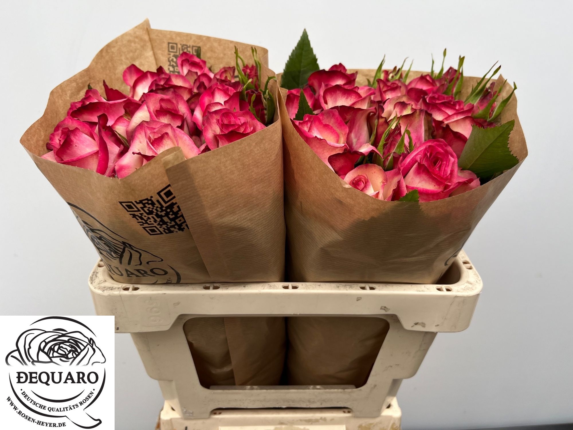 Rosa Spr Paloma 50cm