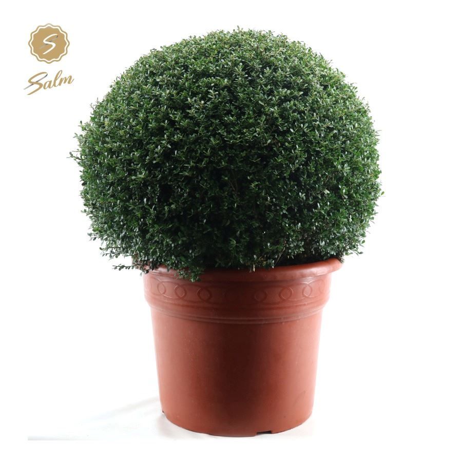 Picture of Ilex crenata Ball Ø80cm P50
