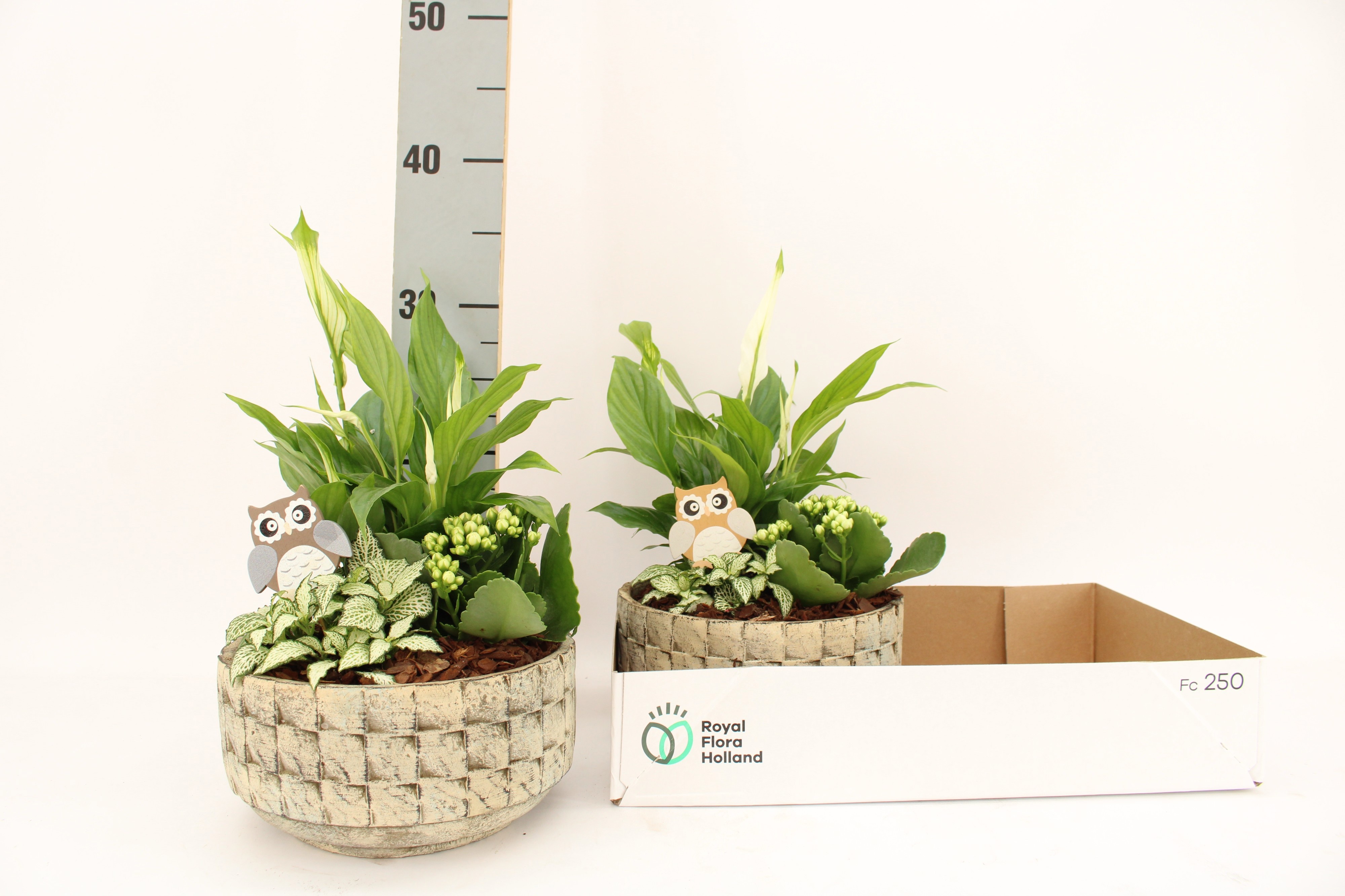Arrangement Indoor 22Ø