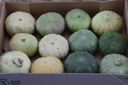Cucurbita Pepo